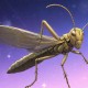 梦幻西游蝗虫等级图怎么看