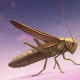 梦幻西游蝗虫图片高清大图，玩家，蝗虫 高清