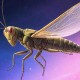 梦幻西游蝗虫事件始末怎么触发