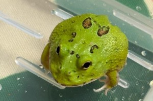 梦幻西游蛙总