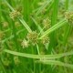 梦幻西游莎草，西游 这个，莎草
