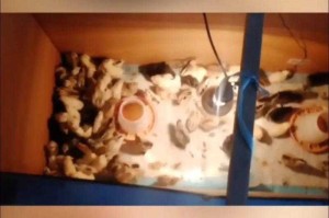 如何快速安全孵出小鸡？孵鸡需要掌握哪些技巧？