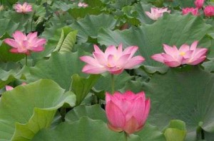 梦幻西游莲花池公园