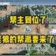 梦幻西游老狼vs老魏 老狼，老魏，西游