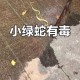 事件突发，公园惊现毒蛇袭击，公园惊现毒蛇突袭事件