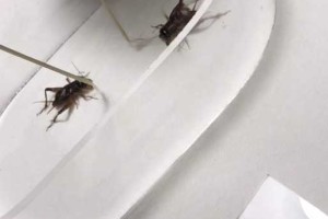 梦幻西游蟋蟀开保时捷