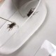 梦幻西游蟋蟀开保时捷