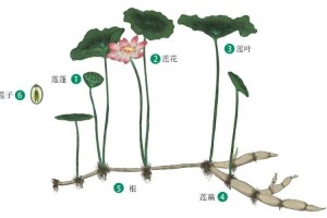 藕与莲的植物学全解析及2025年产业新知