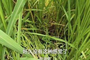 新手必看：如何成为绿色忍者蛙的高手