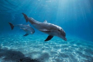 梦幻西游超级海豚杀环攻略 海豚 伤害 超级