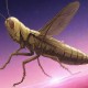 梦幻西游蝗虫等级排行图 等级，西游，蝗虫
