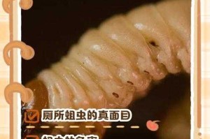 揭秘1118事件真相：蛆事件视频背后不为人知的细节？
