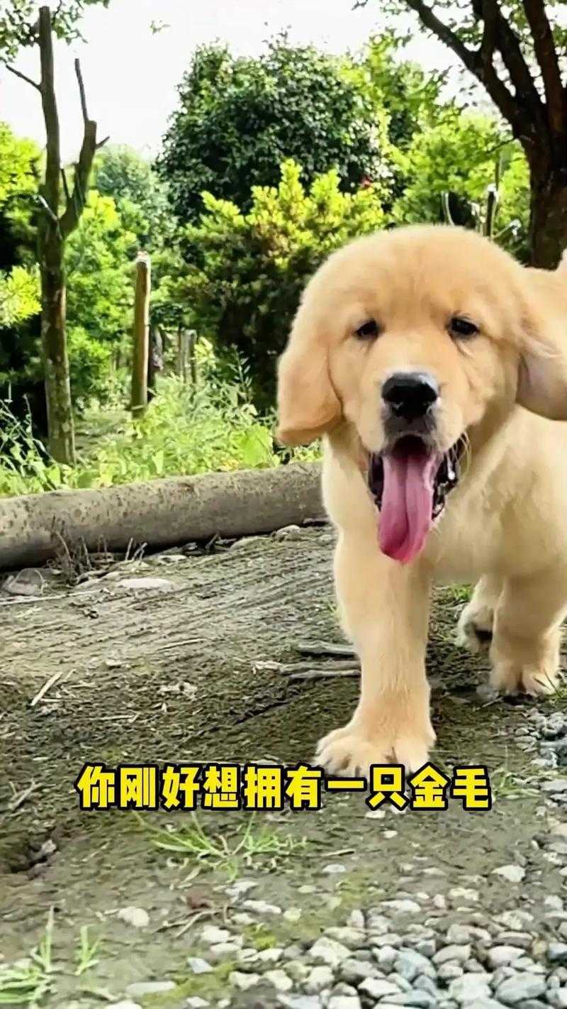 纯种金毛的特征有哪些？如何辨别纯种金毛犬