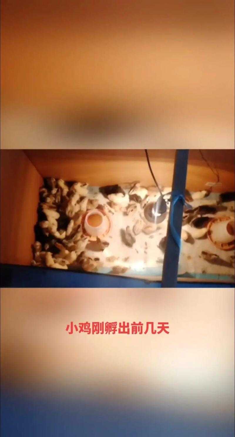 如何快速安全孵出小鸡？孵鸡需要掌握哪些技巧？