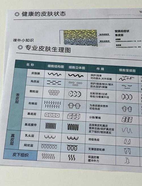 皮肤桥定义解析:探究其医学含义与特征