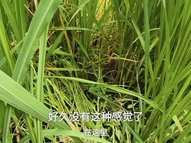 新手必看:如何成为绿色忍者蛙的高手