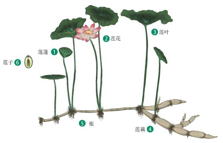 藕与莲的植物学全解析及2025年产业新知