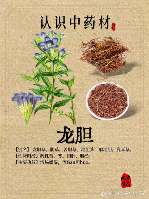 龙胆石:传统药用与现代科学突破