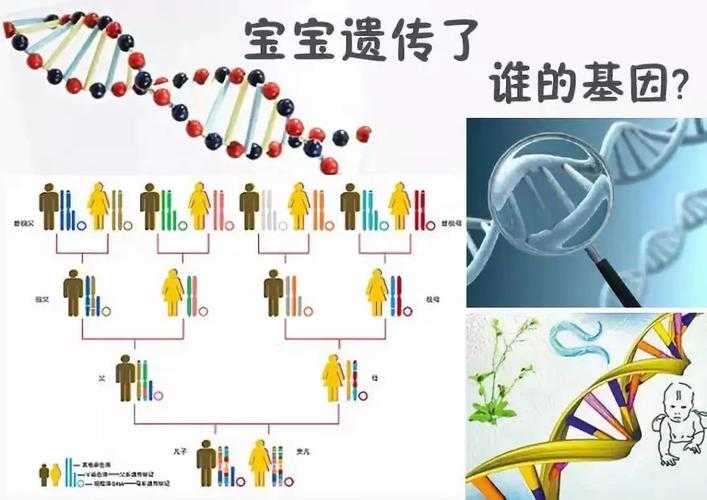 家庭背景与遗传基因