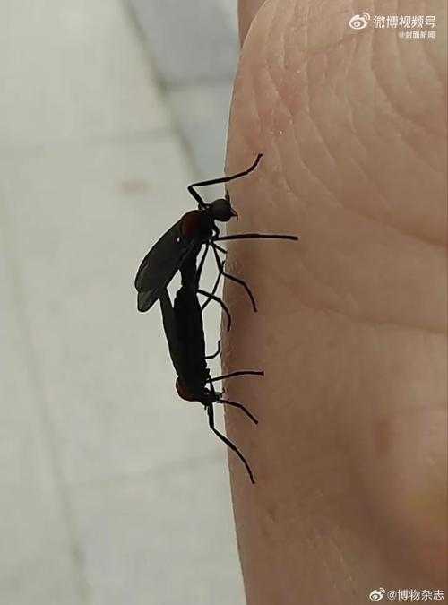 首尔爱情虫生态异象