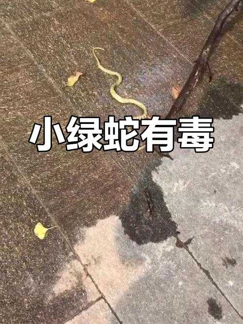 事件突发,公园惊现毒蛇袭击