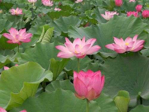 梦幻西游莲花池公园