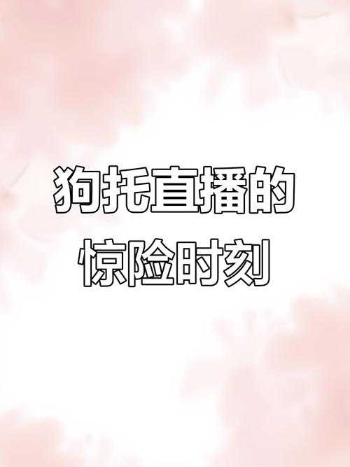 梦幻西游蔡浩浩在哪直播 直播,浩浩 西游