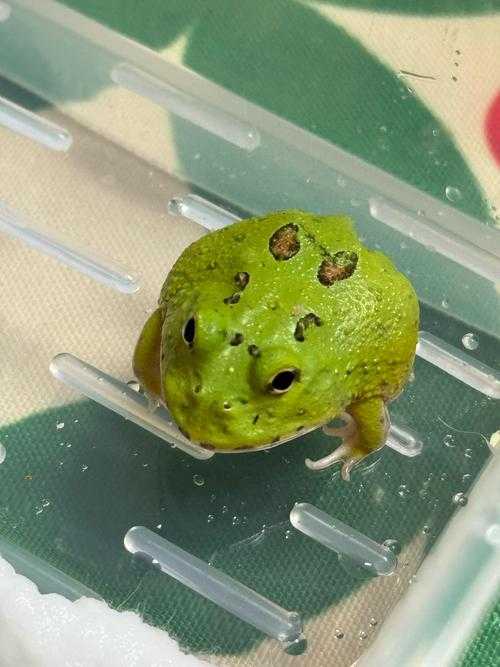 梦幻西游蛙总