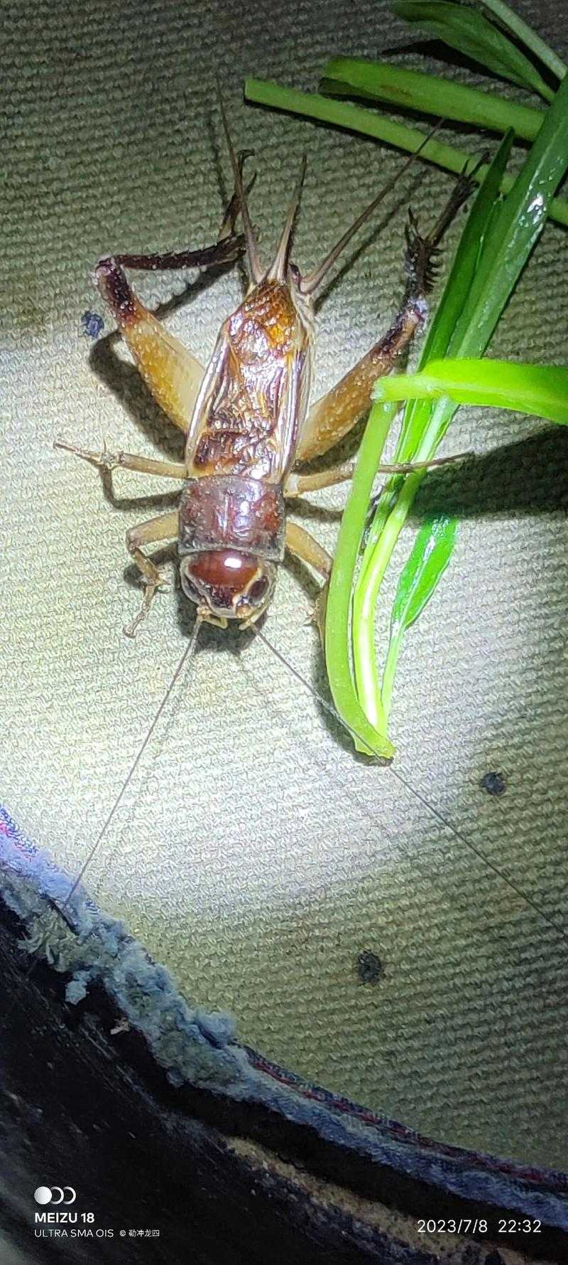 梦幻西游蟋蟀开保时捷 蟋蟀 保时捷 蟋蟀