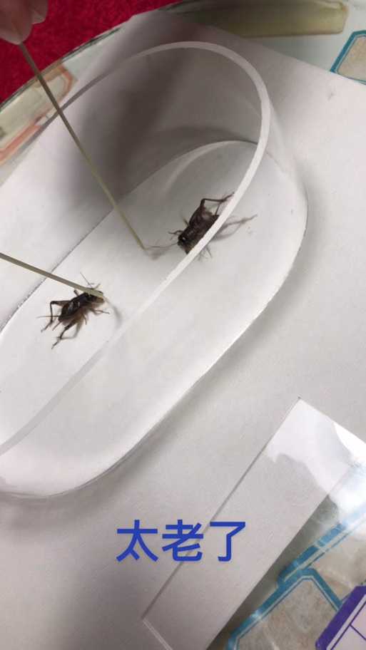 梦幻西游蟋蟀开保时捷