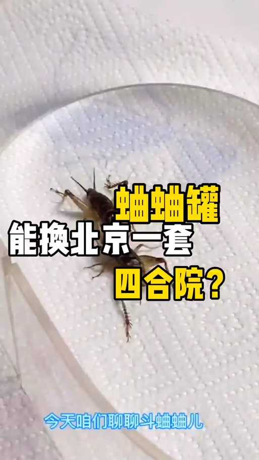 梦幻西游蟋蟀游戏号,西游,蟋蟀,玩法