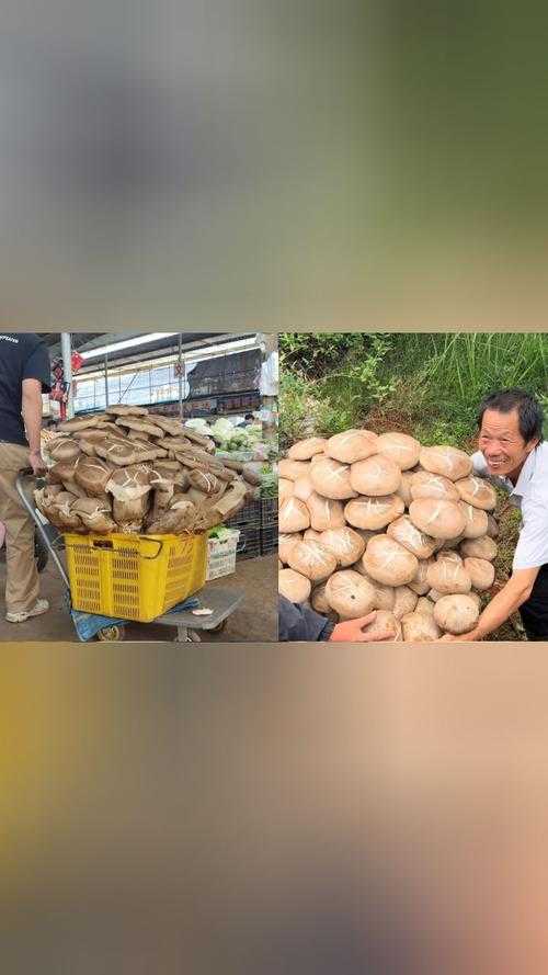 云南现80公斤巨无霸菌王引发全网关注