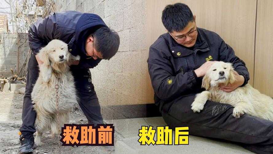 男子落水被自家金毛救上岸，宠物救援背后的科学训练与人性温度